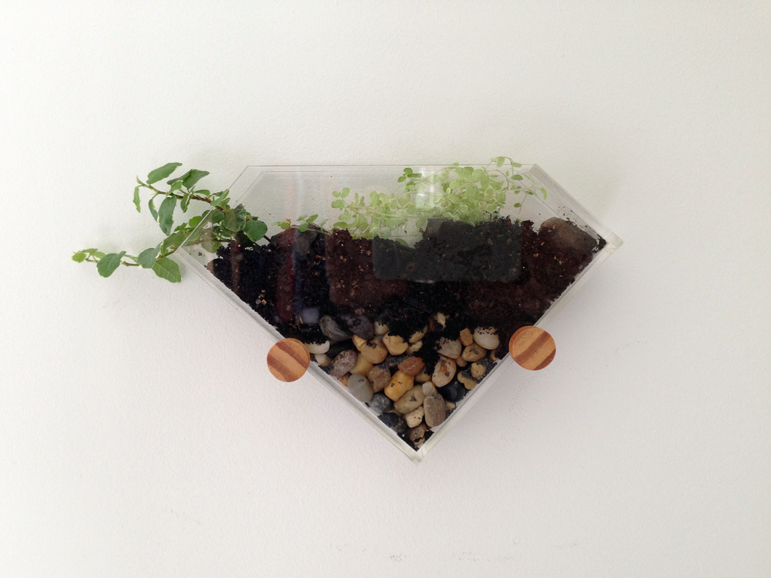 Angled wall mounted terrarium