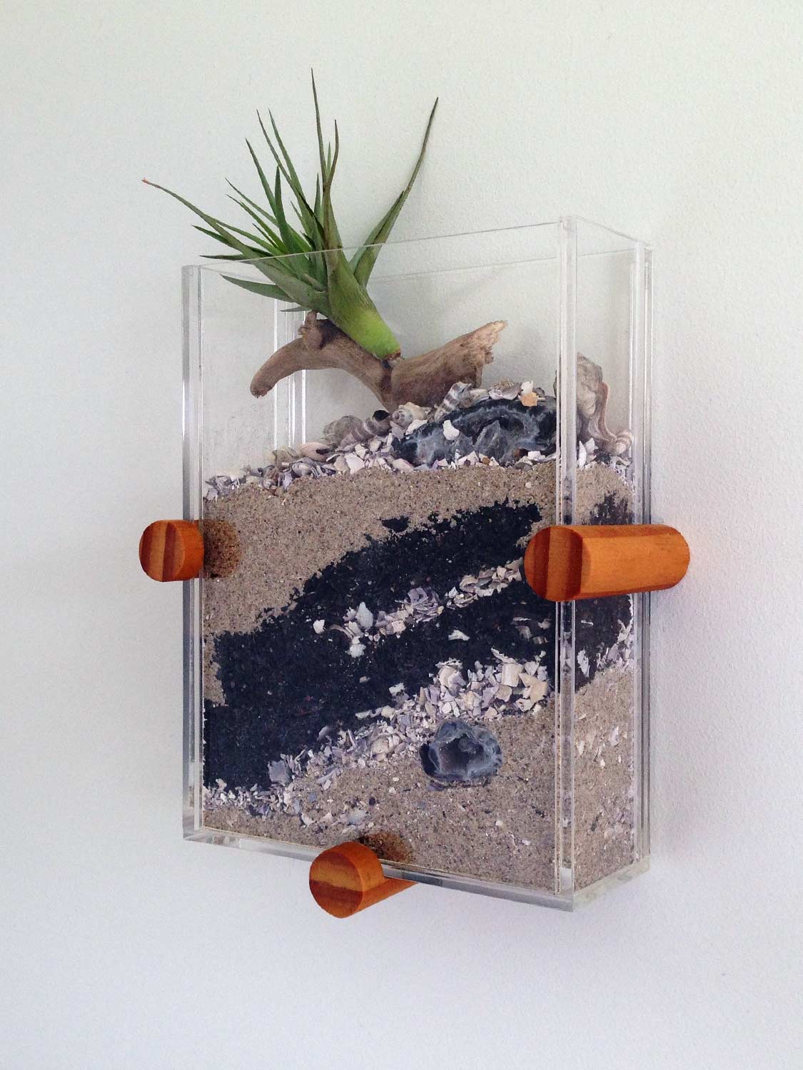 Wall mounted terrarium with air plant